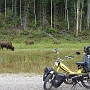 29-Un petit troupeau de bizon
